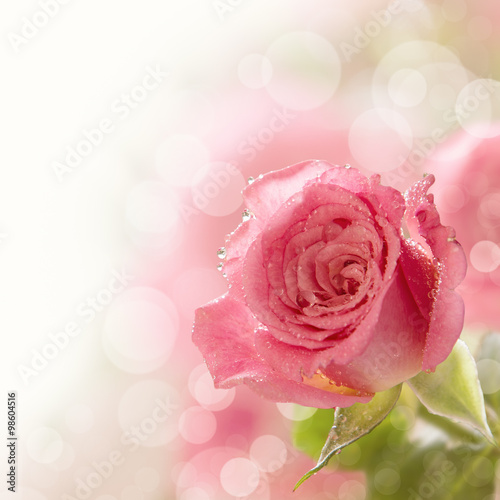 Beautiful pink rose with water drops 