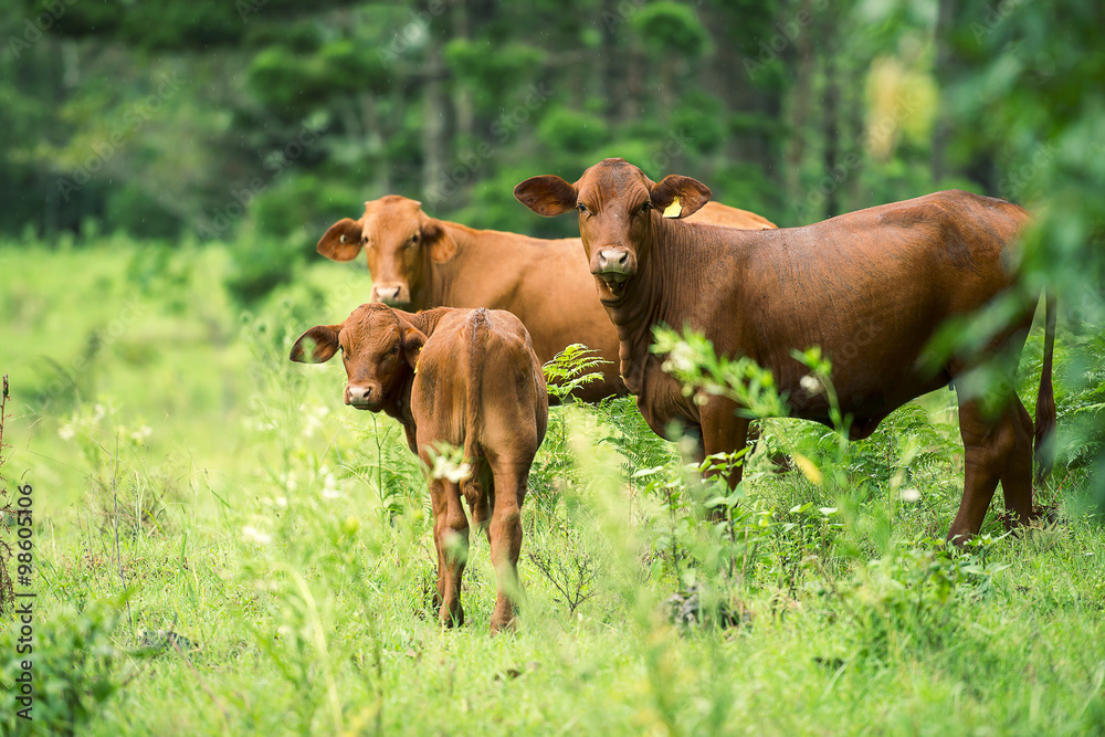 A heard of cows in the paddock during the day in Queensland A heard of cows in the paddock during the day in Queensland
