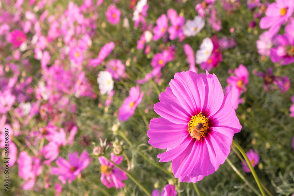 cosmos flower and bee cosmos flower and bee