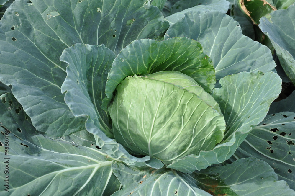 Cabbage Cabbage