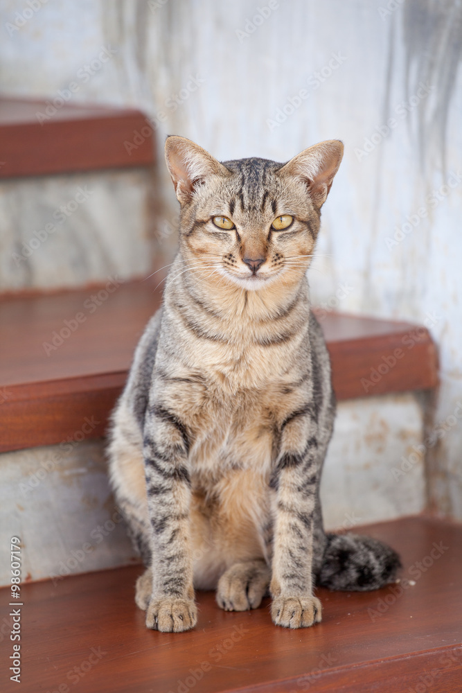 Beautiful thai cat