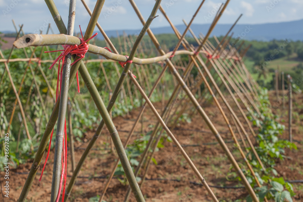 Fototapeta premium Sprinkler for watering Tapioca plantation