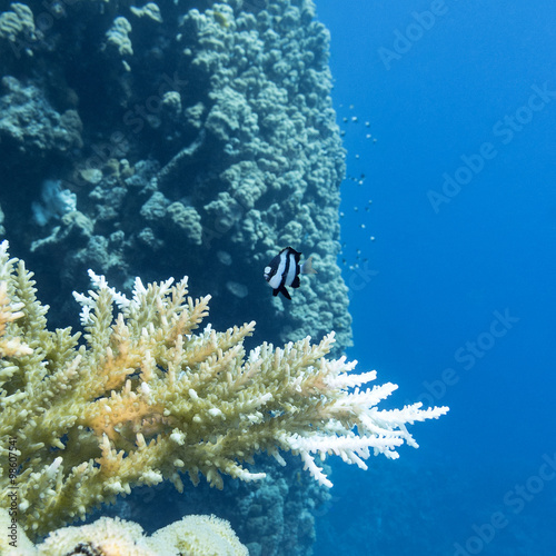 coral reef with hard corals in tropical sea  underwater