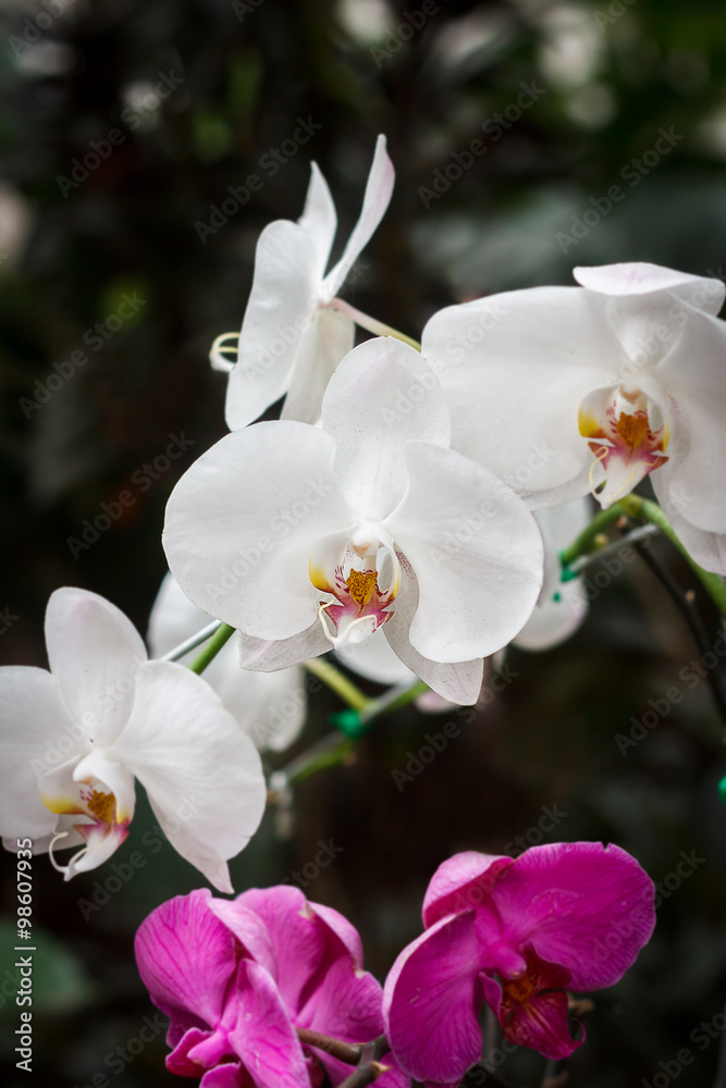White orchid flower on blur background,shallow Depth of Field,Focus on flower. White orchid flower on blur background,shallow Depth of Field,Focus on flower.