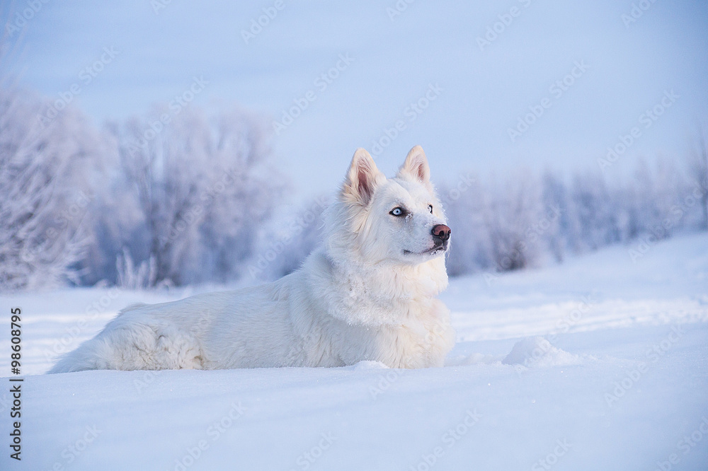 Naklejka premium Laika