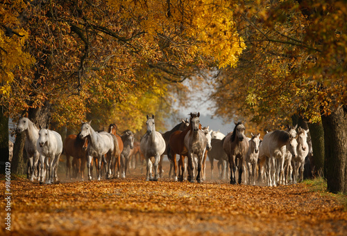 Arabian horses on the village road in misty light