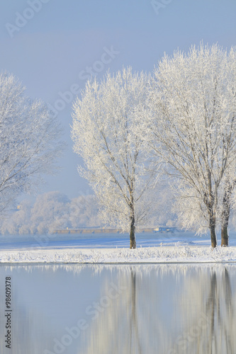 Frosty winter trees