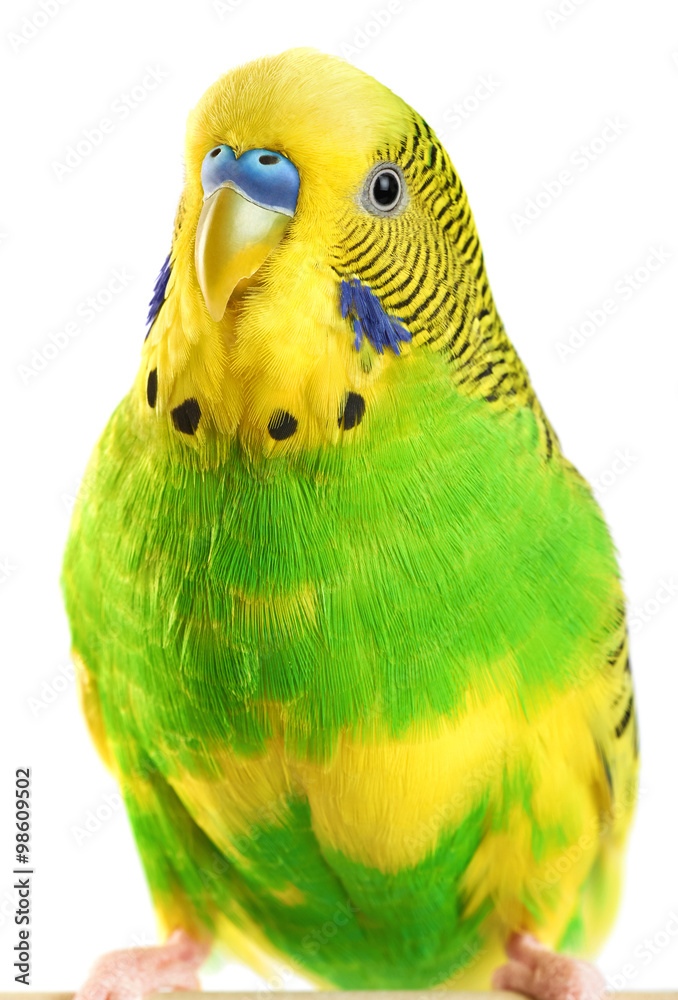 Fototapeta premium Budgerigar. Parrot isolated on white background.