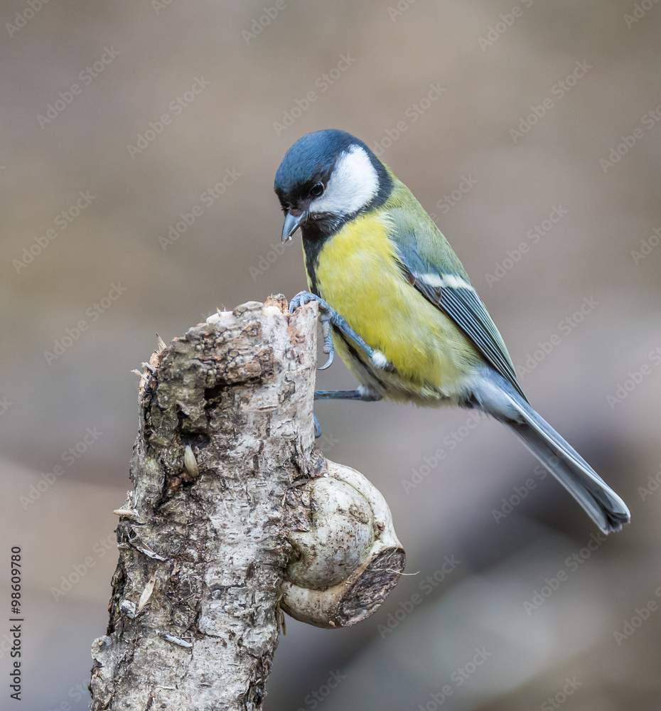 Naklejka premium Great tit