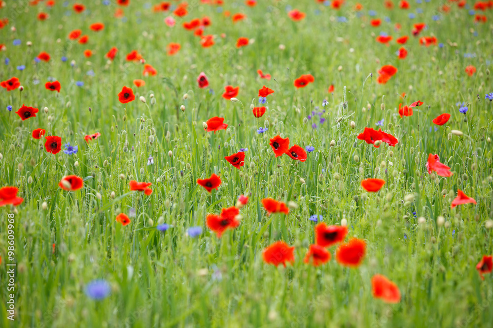 Fototapeta premium Blooming poppy field in summer