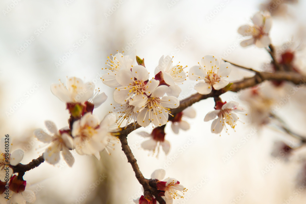 Cherry blossom in spring