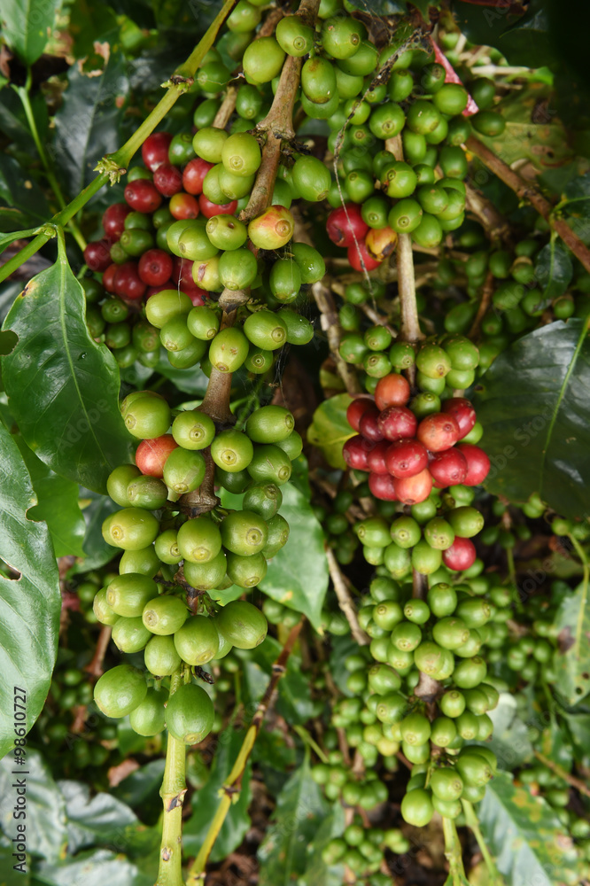 Coffee beans ripening on a tree.