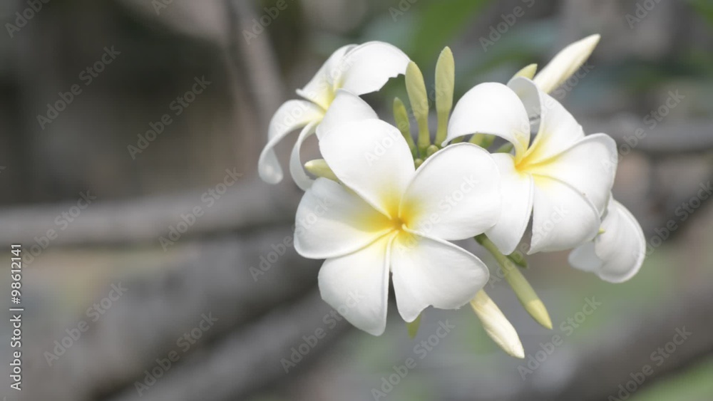 Plumeria flower on tree Plumeria flower on tree