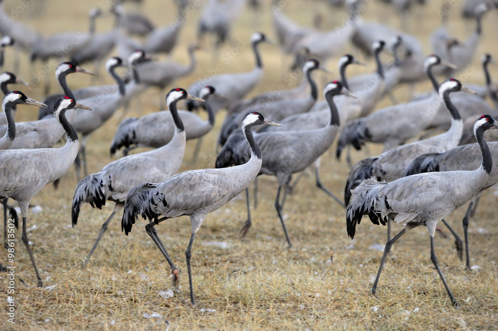 Obraz premium Common Crane at Agamon Hahula lake, Israel