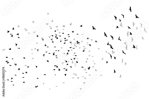  flying birds vector sketch.