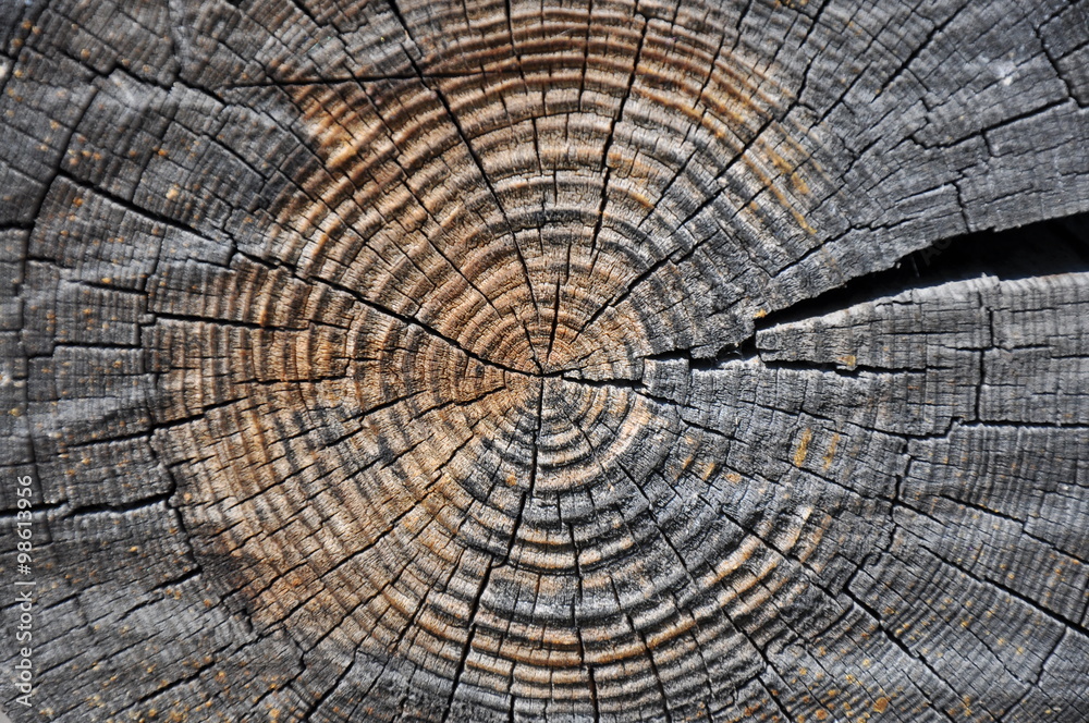 Naklejka premium cross section of the tree