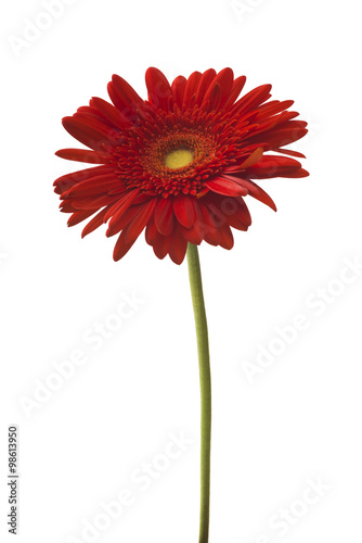 Daisy Gerbera Flower on white