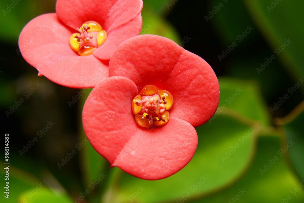 macro carpel of flowers macro carpel of flowers
