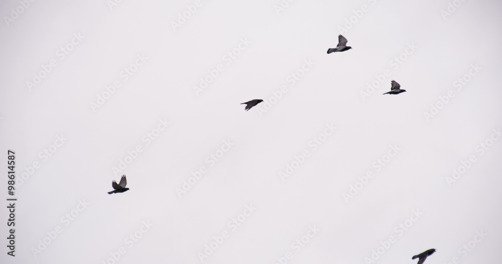 Birds Soar Into the Cloudy Sky