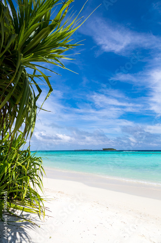 ein wundersch  ner Strand mit Pflanzen auf einer Malediveninsel