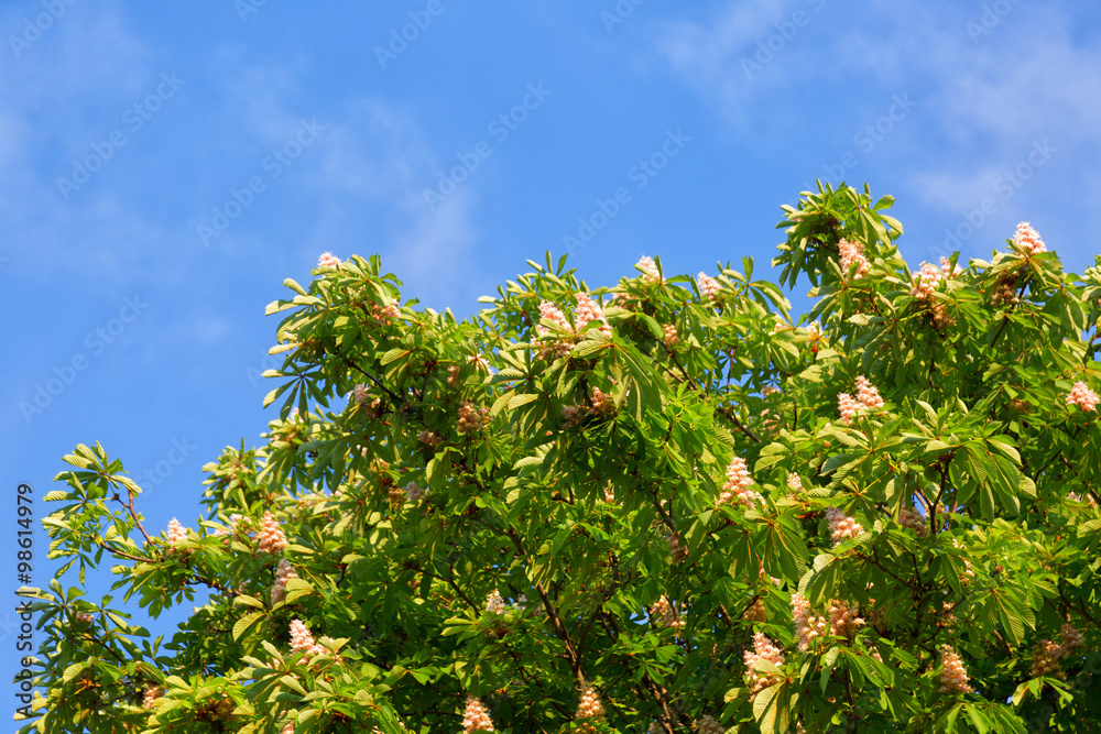 Blooming chestnut tree against the bright blue sky