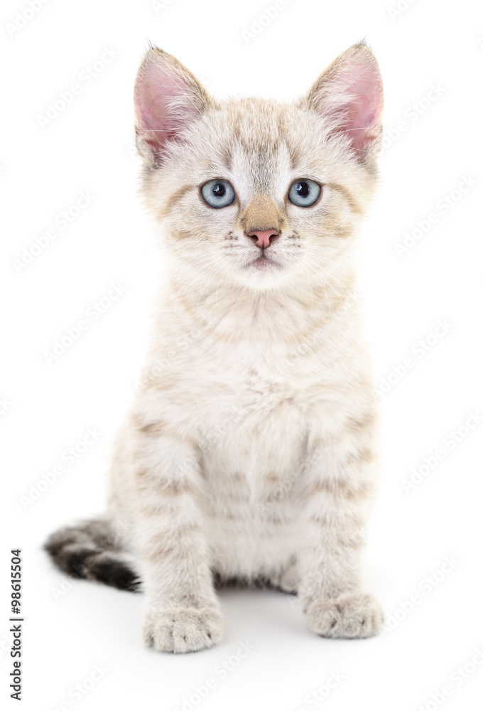 Fototapeta premium Kitten on a white background