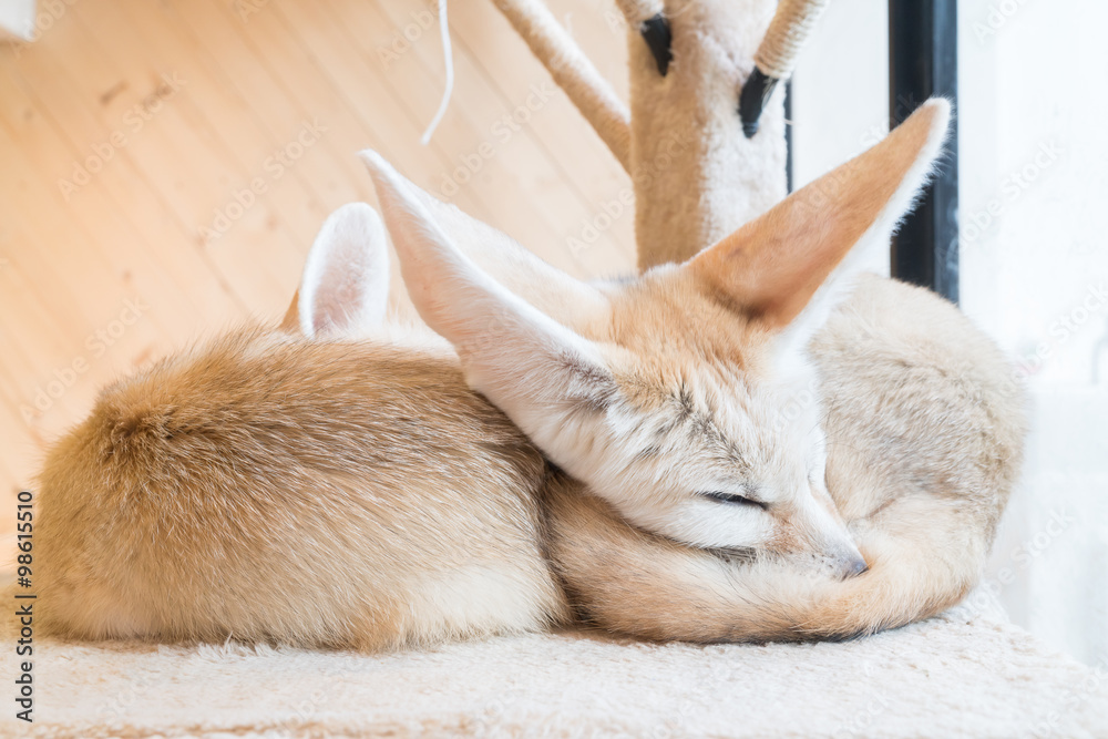 Obraz premium fennec fox