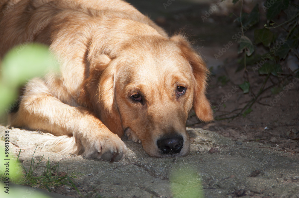 Golden retriever