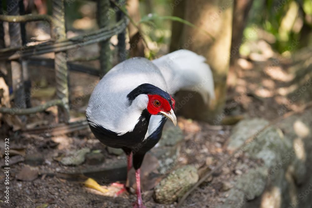 Fototapeta premium Siamese Fireback.