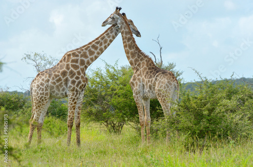 Giraffes in savanna  Kruger national park  South Africa  