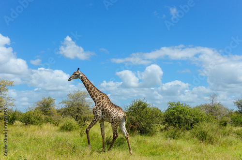 Giraffe in savanna, Kruger national park, South Africa   © Iuliia Sokolovska