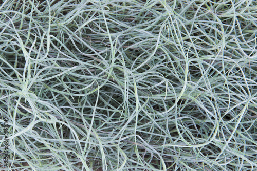 Spanish Moss(Tillansia usenoides L.) background and texture.