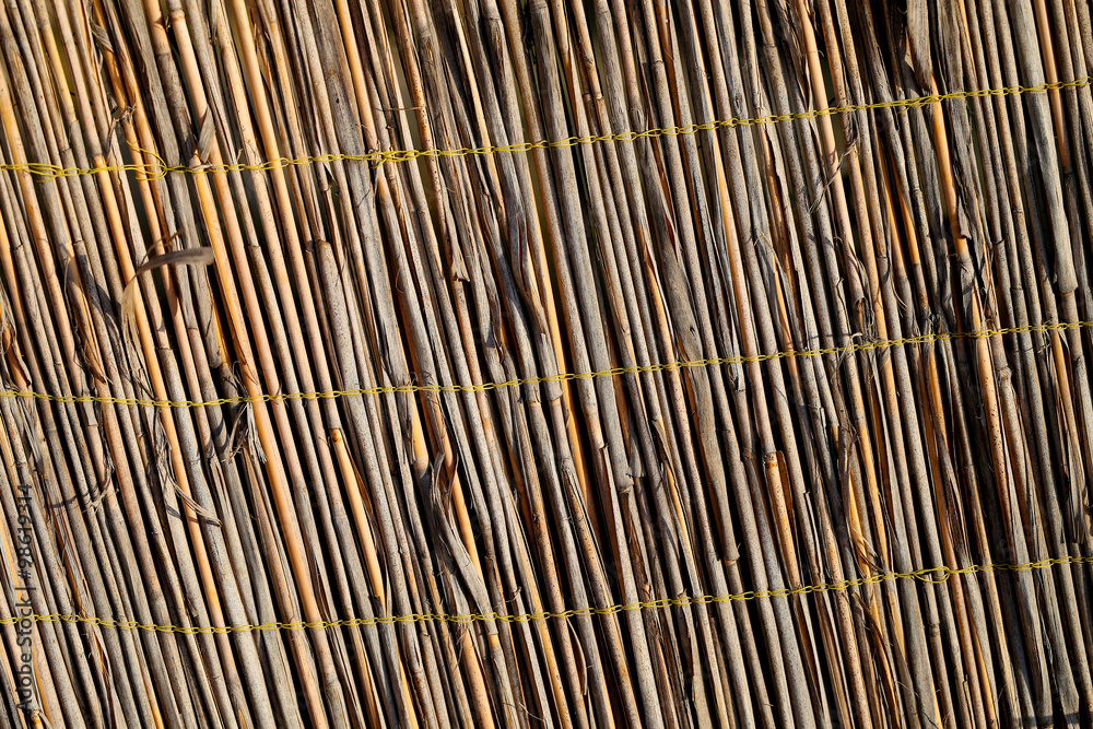 Beautiful golden dry grass Beautiful golden dry grass