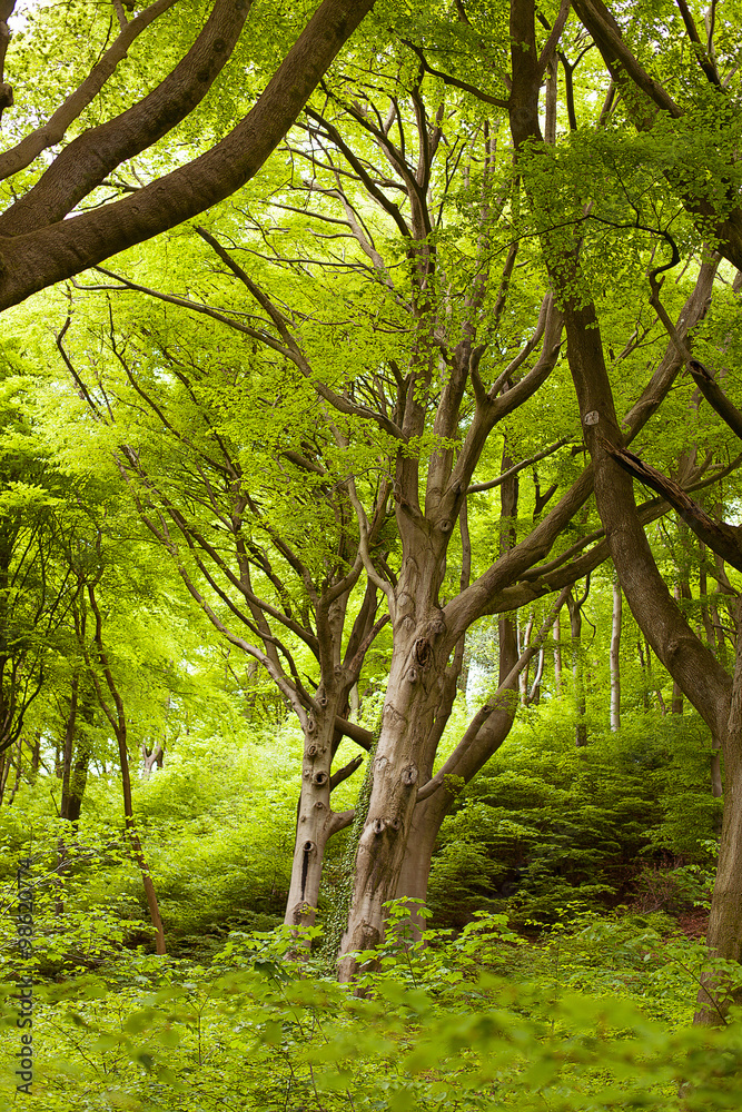 Fototapeta premium Forest near Cardiff Wales