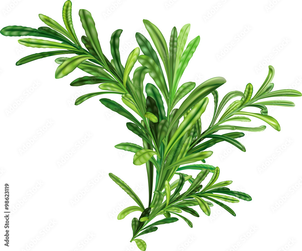 Fototapeta premium Rosemary twigs