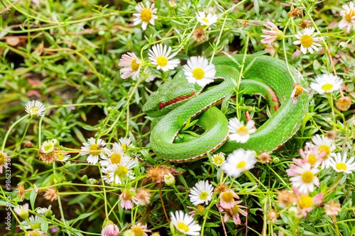 Bush viper snake (Atheris hispida) camouflaged in daisy grass photo