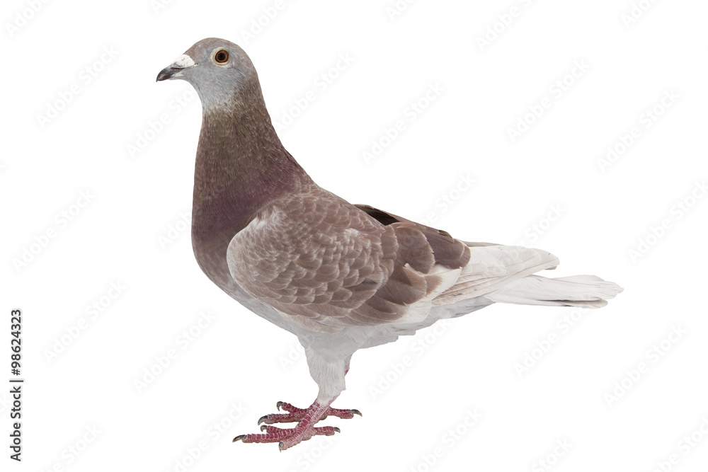 Fototapeta premium Red sport pigeon isolated on white