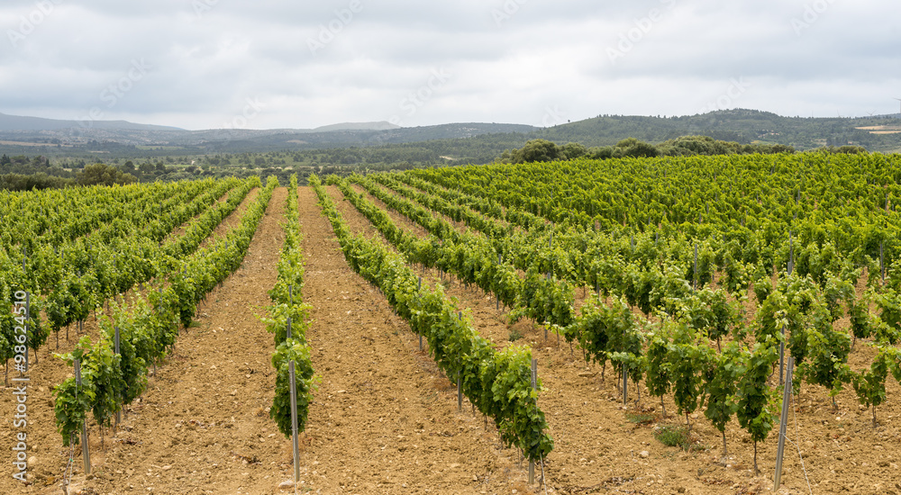 Vineyard in Languedoc-Roussillon (France)