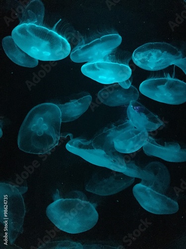 медузы в океанариуме