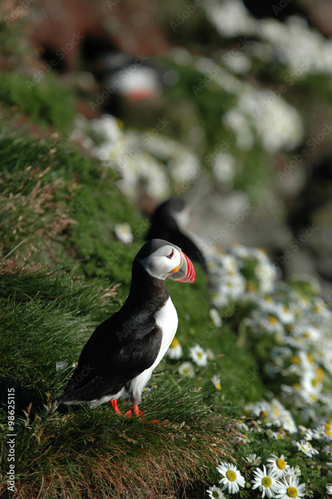 Puffin is thinking to takeoff from a cliff Puffin is thinking to takeoff from a cliff