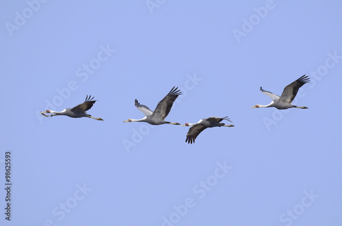 マナヅル家族の飛翔 © sandpiper