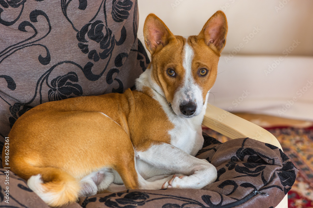 Cute basenji having rest on its favorite place in the chair Cute basenji having rest on its favorite place in the chair