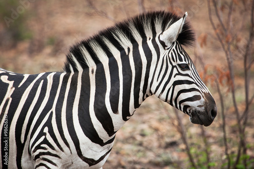 African Zebra closeup