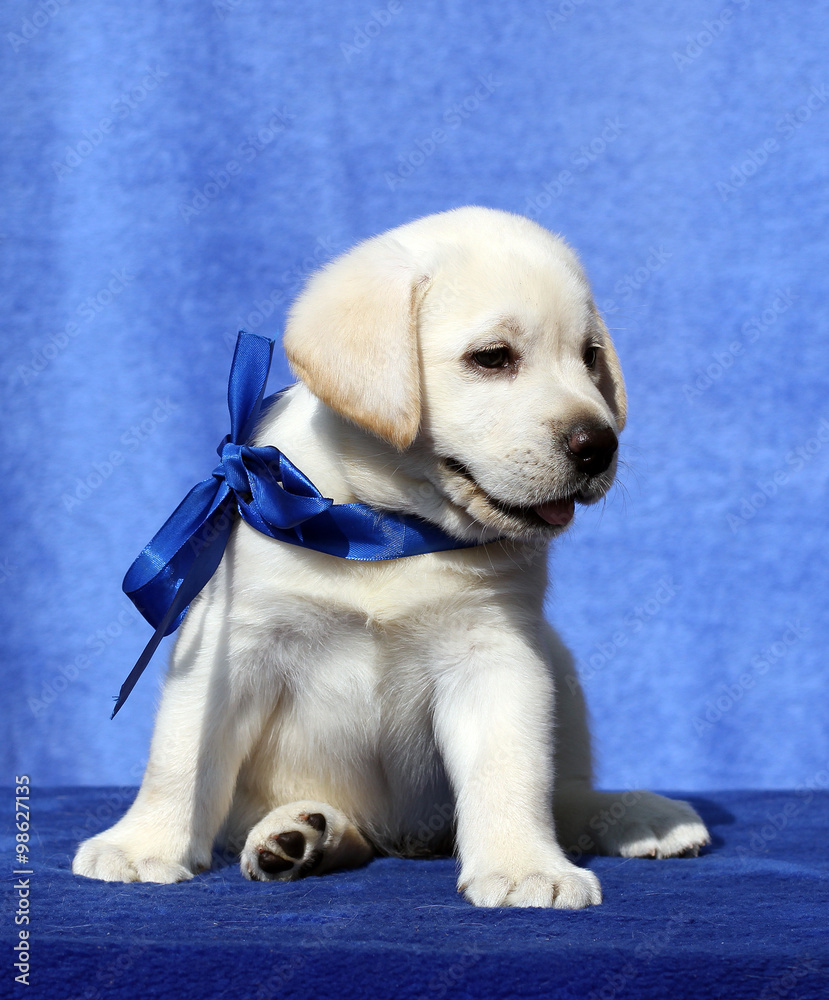 a nice labrador puppy on a blue background a nice labrador puppy on a blue background