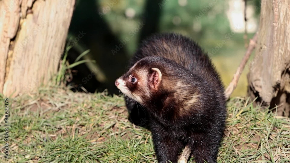 Polecat Polecat