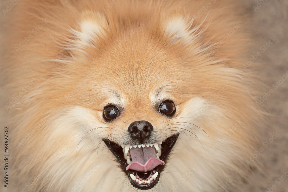 Spitz dog happy looking at the camera close-up Spitz dog happy looking at the camera close-up