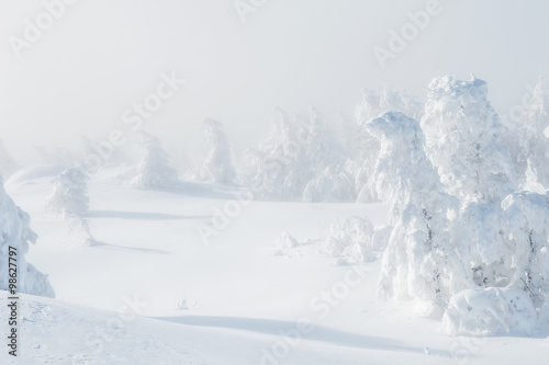 Snow-covered trees in winter forest.