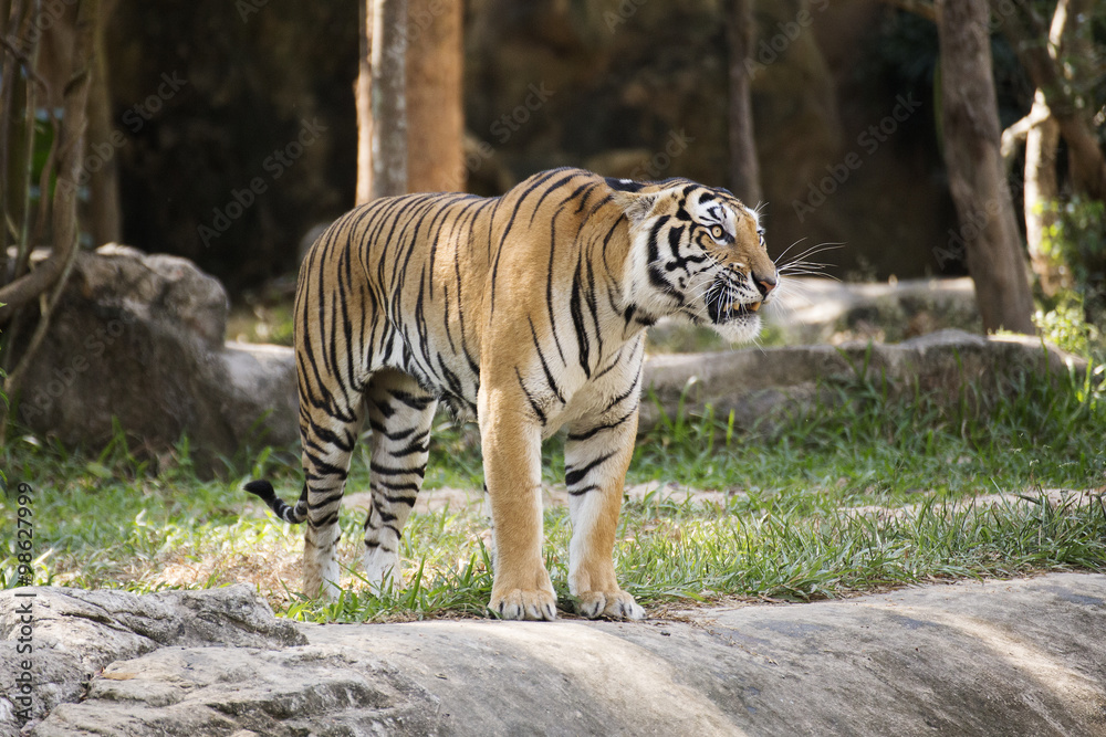 Obraz premium Bengal tiger