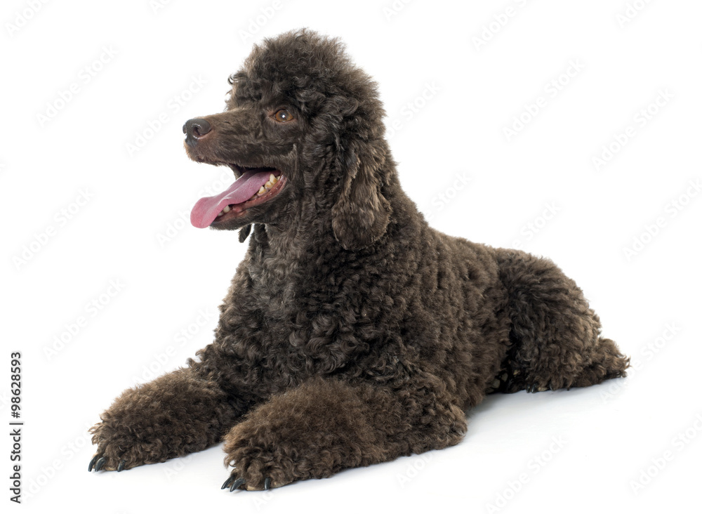 female brown poodle