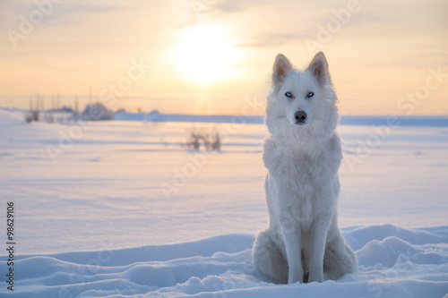 Photography Husky/Yakutian laika